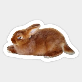 Brown Rabbit Sticker